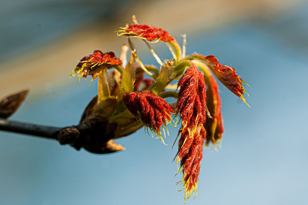 An opening bud of northern red oak, Quercus rubra, with brilliant red, fuzzy small leaves, the edges of each leaf ending in yellow bristles. Copyright Tom Kimmerer