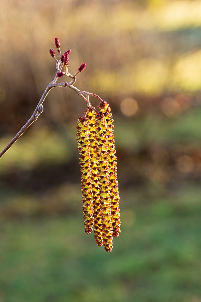 A flowering stem of hazel alder, Alnus serrulata with long yellow catkins of male flowers and smaller bright red female flowers against a light-dappled background. Copyright Tom Kimmerer