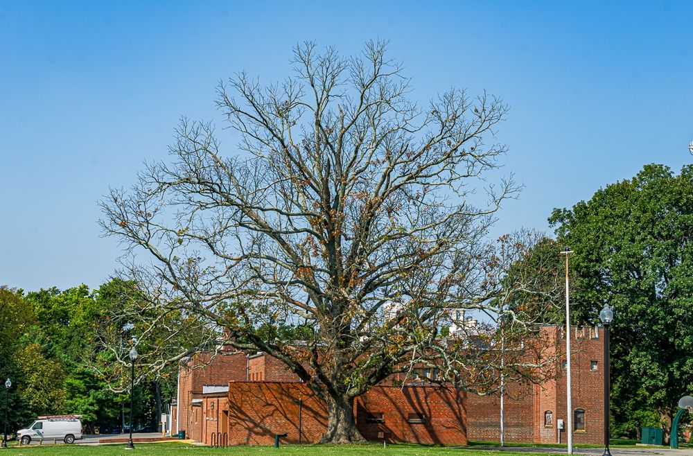 The same bur oak as in the previous photo one day after being struck and killed instantly by lightning. Copyright Tom Kimmerer