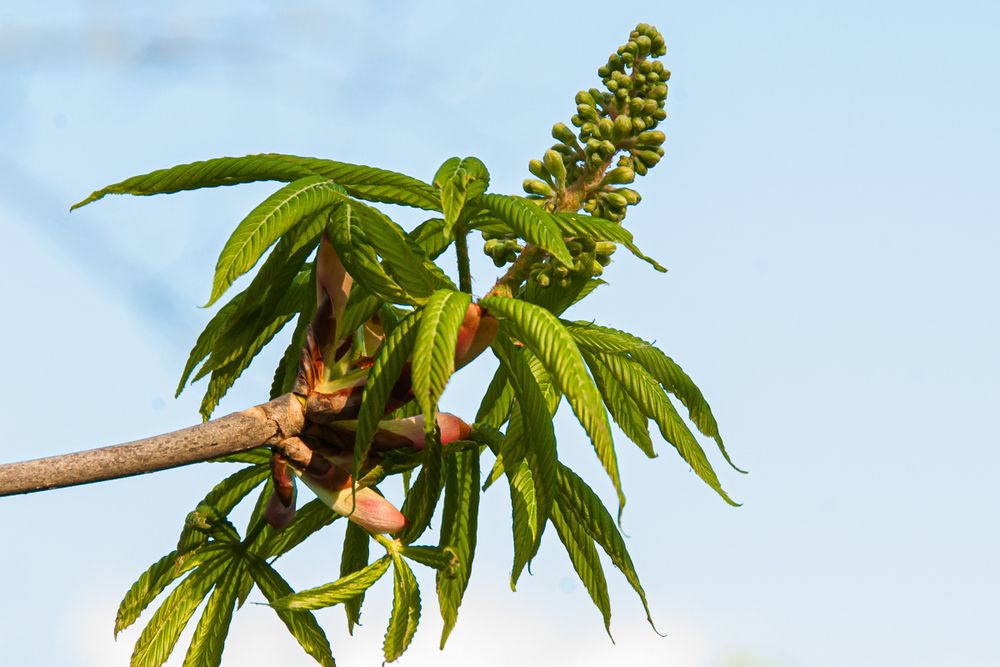 An opening bud of yellow buckeye, Aesculus flava, with long, curled, dark green leaflets below a flower stem, also dark green. Copyright Tom Kimmerer
