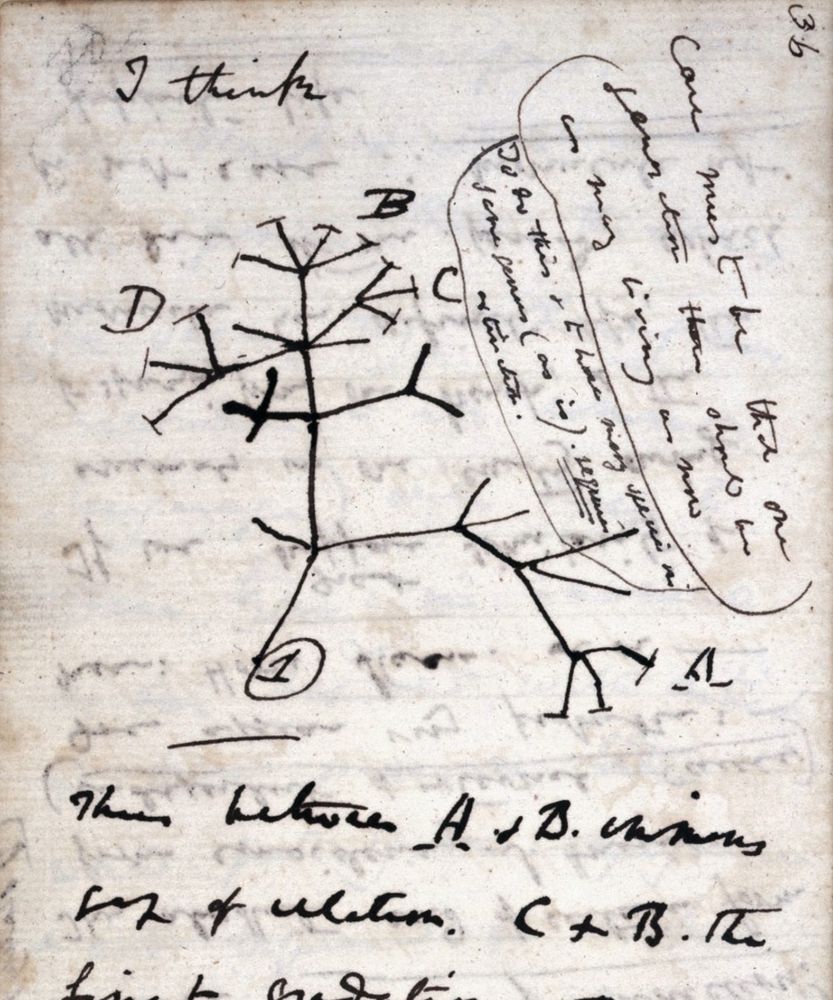 The original sketch of a tree of life drawn in his notebook by Charles Darwin in 1837. It is in black ink, showing branching structures implying relationships. Above the tree, he wrote "I think." Source: Cambridge University Library. 
