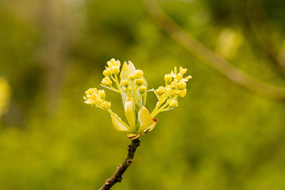 A stem of sassafras, Sassafras albidum, beginning to open. The twig is brown, the openng bud is showing yellow-green flowers and bud scales. Copyright Tom Kimmerer