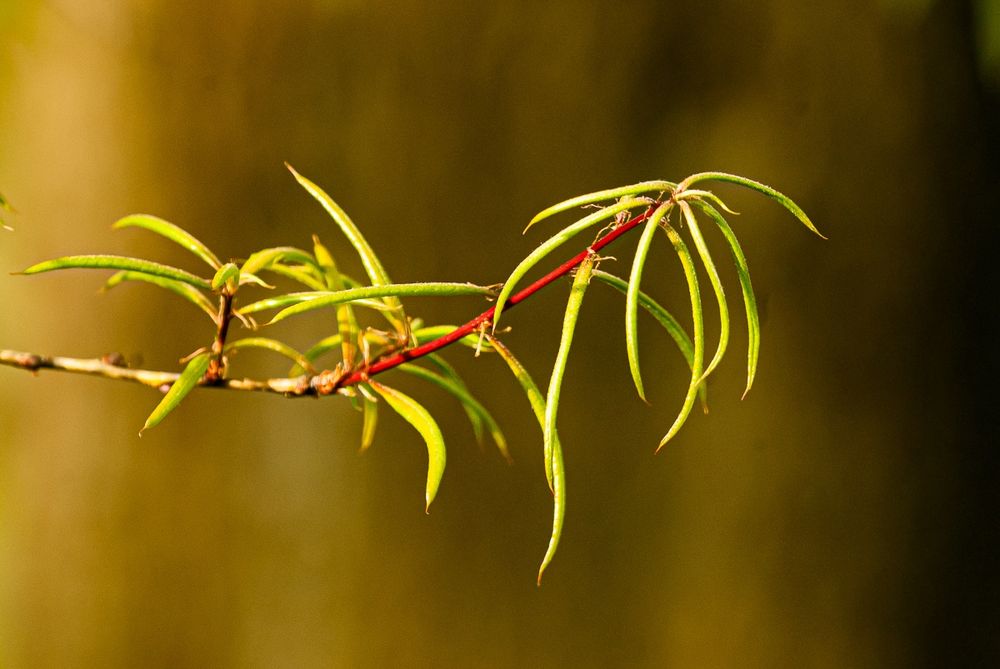 An opening bud of willow oak, Quercus phellos, with yellow-green leaflets just beginning to unfurl from a bright red branch. Copyright Tom Kimmerer