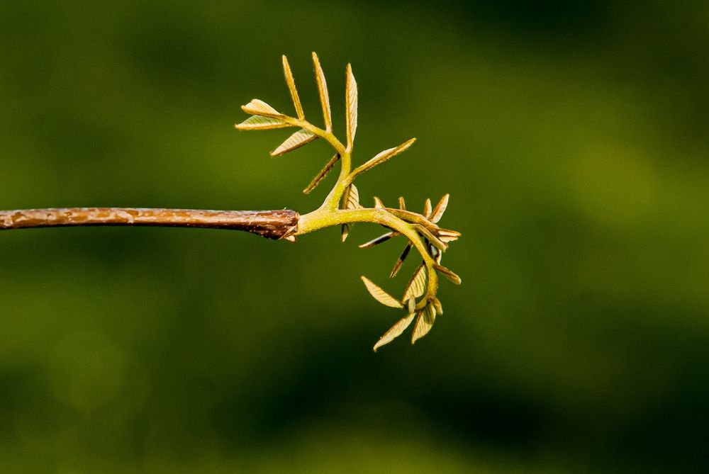 An opening bud of bitternut hickory, Carya cordiformis, with very small, yellow leaflets beginning to unfold. Copyright Tom Kimmerer