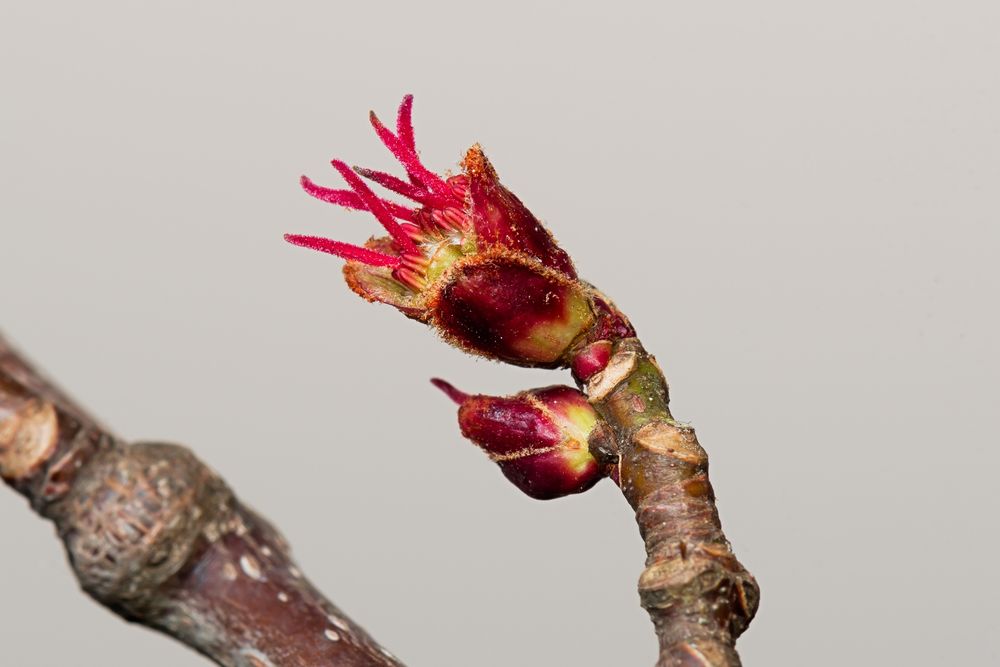 A stem of red maple, Acer rubrum,  beginning to open. The bud scales are deep red, and the young flowers are brilliant red. Copyright Tom Kimmerer