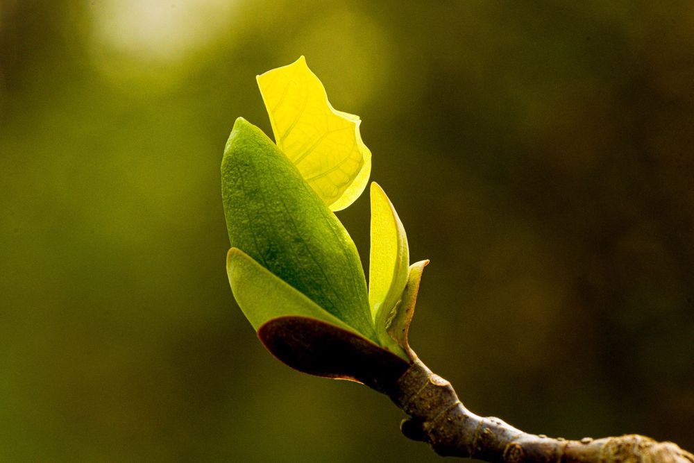 An opening bud of yellow-poplar, Liriodendron tulipifera. Dark bud scales open to reveal bright yellow-green folded leaves and bud scales. Copyright Tom Kimmerer