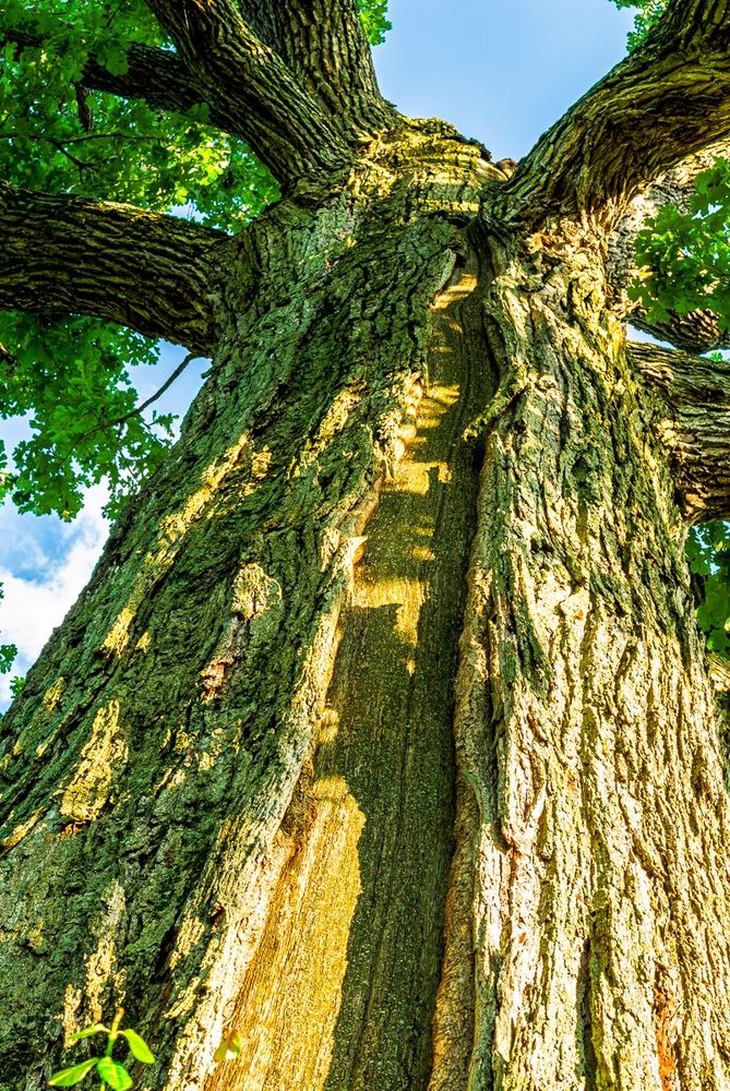 A large, very old bur oak many years after a lightning strike. The top of the tree was destroyed and there is an open wound in the bark down the length of the stem. Copyright Tom Kimmerer