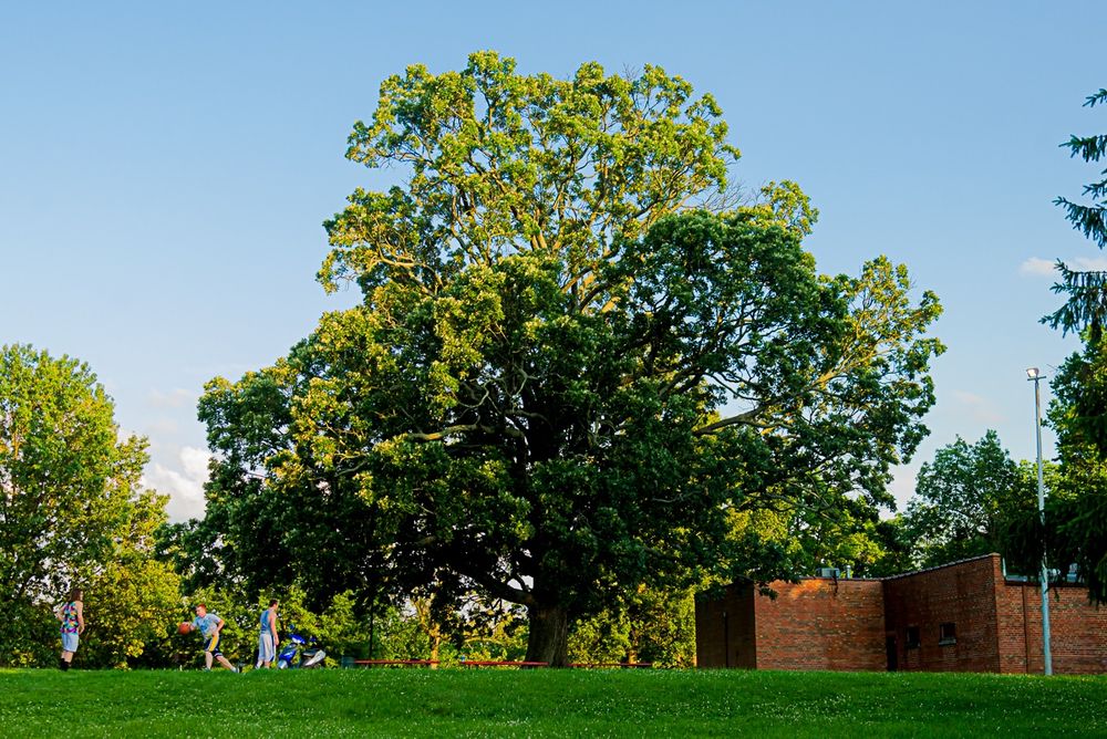 A large, healthy deep green bur oak next to a basketball court in Castlewood Park in the Bluegrass. To the left are kids playing basketball, to the right is a brick building. Copyright Tom Kimmerer