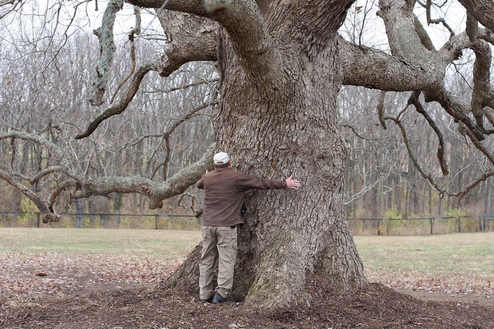 A man dressed in brown and khaki hugging an enormous chinkapin oak, Quercus muehlenbergii. Source: Katherine Shaw