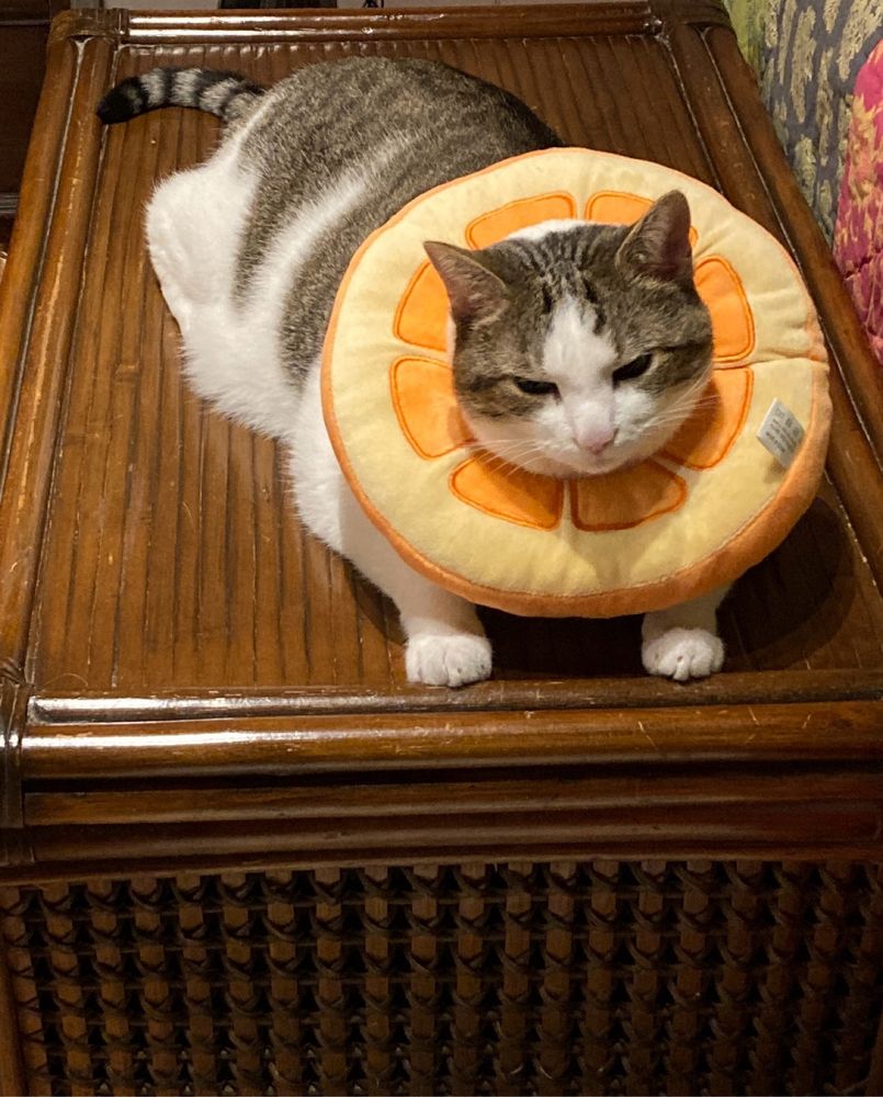 Cat in orange slice collar