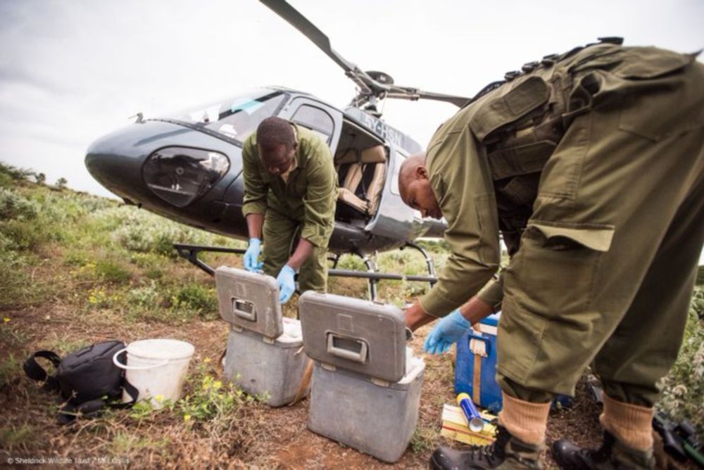 Sheldrick Wildlife Trust on X: "In collaboration with @KWSKenya, our Veterinary Initiative has now reached an impressive milestone of 11,529 animal cases attended! From the tiniest creatures to giants like this brave elephant treated for gunshot wounds, we're making a difference: https://t.co/ikIMmgUMgy https://t.co/sIIKnoGy0h" / X