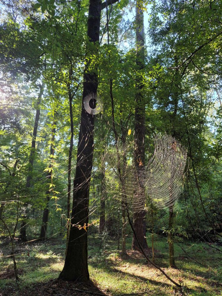 Morning sunlight through woodland. Two webs are visible, a smaller one toward the top middle of the photo and a larger one toward the lower right.