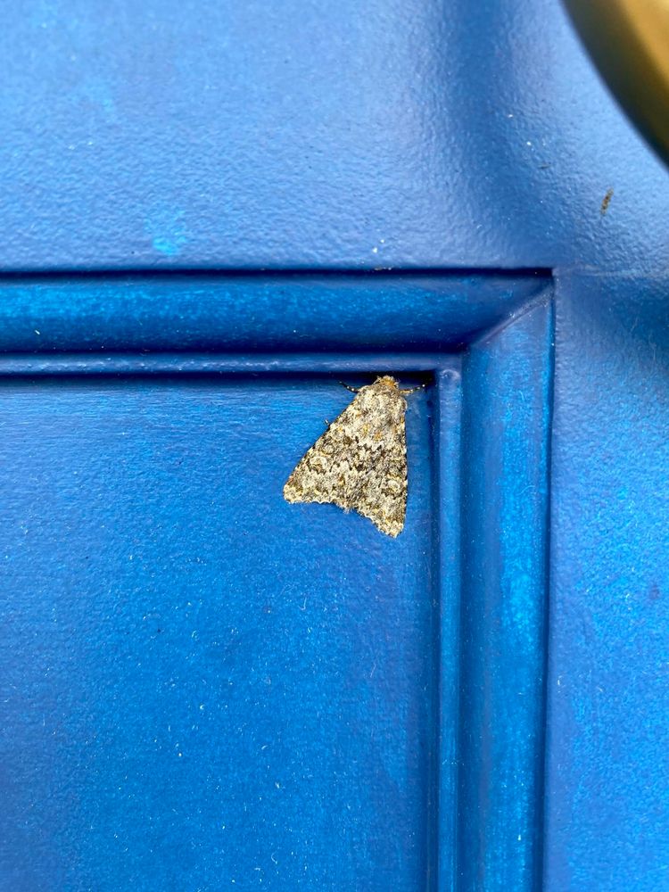 A photo of a Large Ranunculus Moth on a blue door