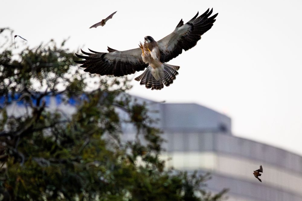 Swainson’s hawk attacks a Mexican free tailed bat in front of a building and trees in central Houston 