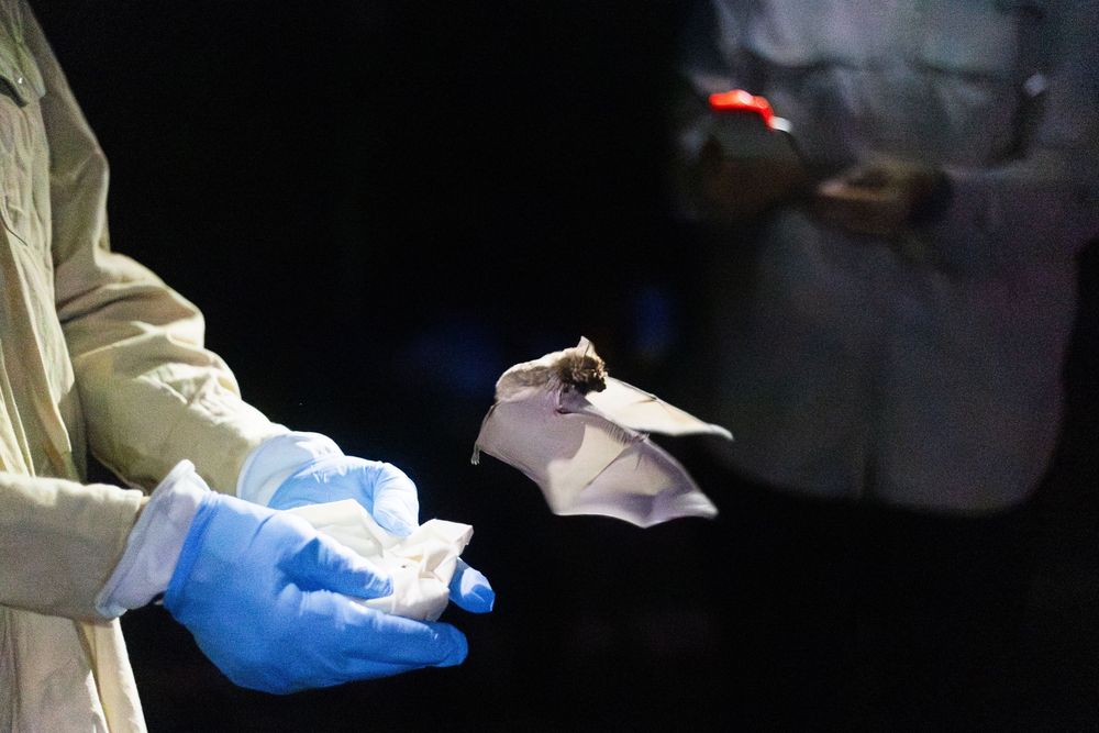 A bat is being released back into the night. 