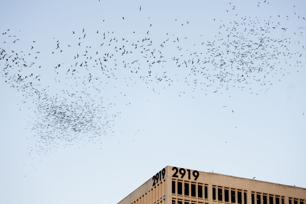 A swarm of bats flies through Houston after leaving their roost at Waugh Dr and Buffalo Bayou 