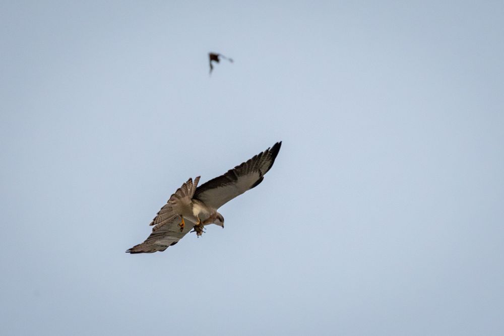 A swainson's hawk with a bat in its talons flies through the air. 