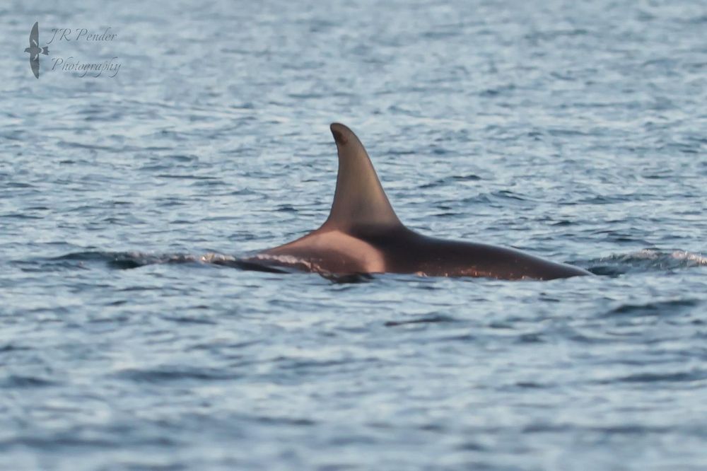A close-up of a Orca's fin, just above the water copyright Joe Pender