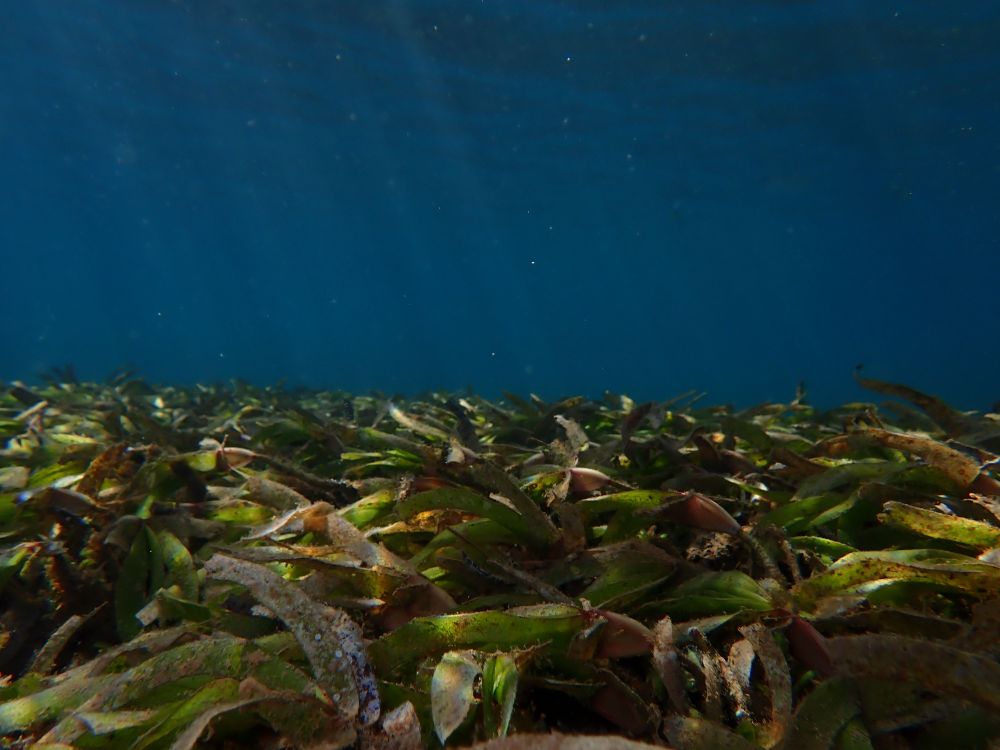 Seagrass species (Thalassodendron ciliatum) below the water in Nosy Be, Madagascar (photo courtesy of Eirian Kettle)