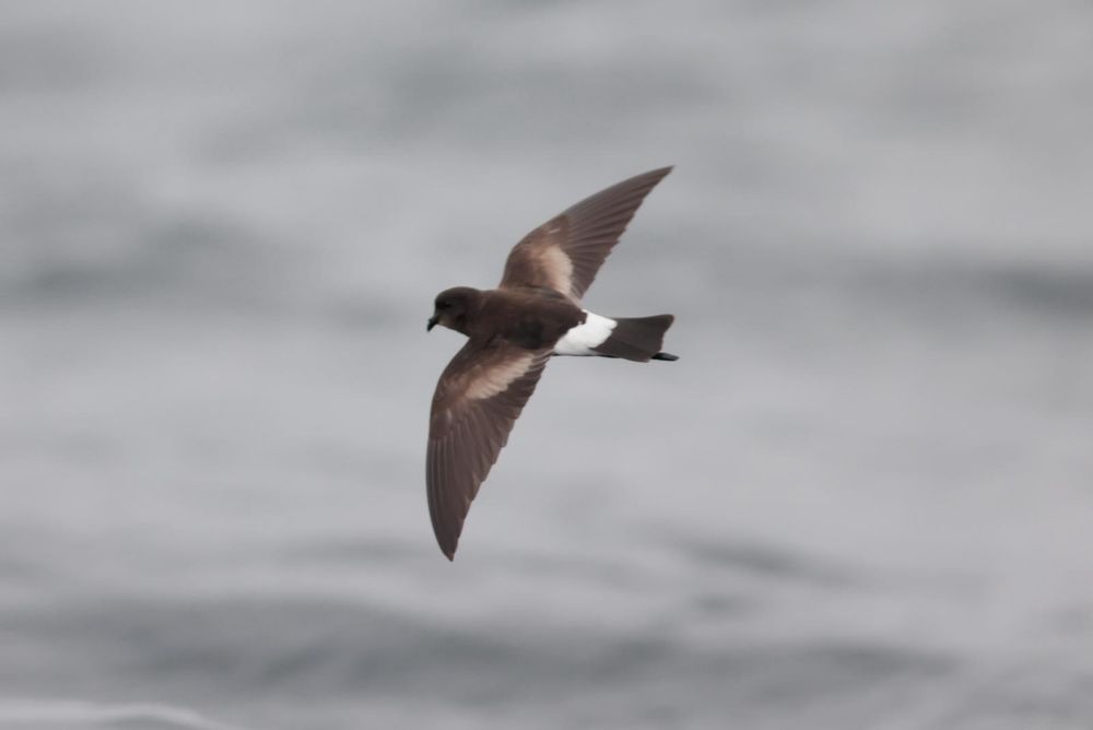 A colour image of a Wilson's Storm Petrel in flight copyright Joe Pender