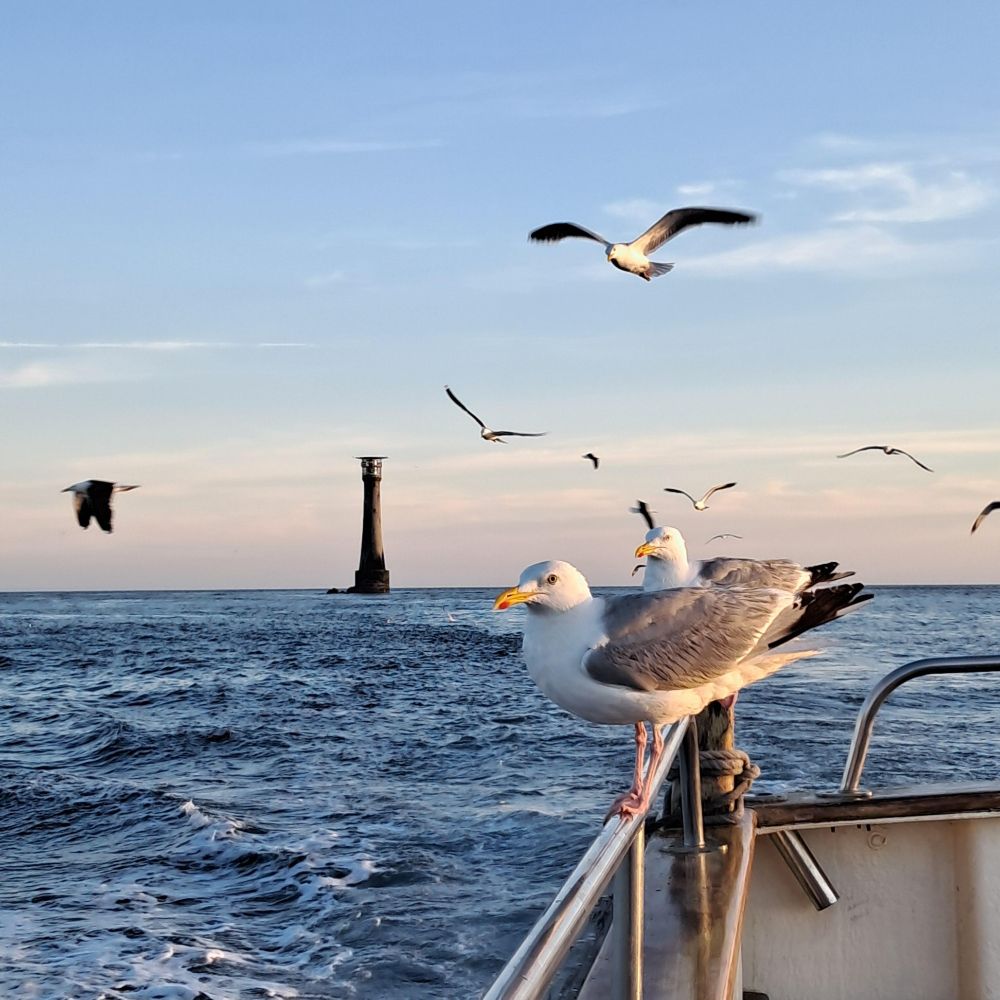A colour image of seabirds flying in the background, with two seabirds perching on the railing of a boat in the foreground, copyright Bryony Baker