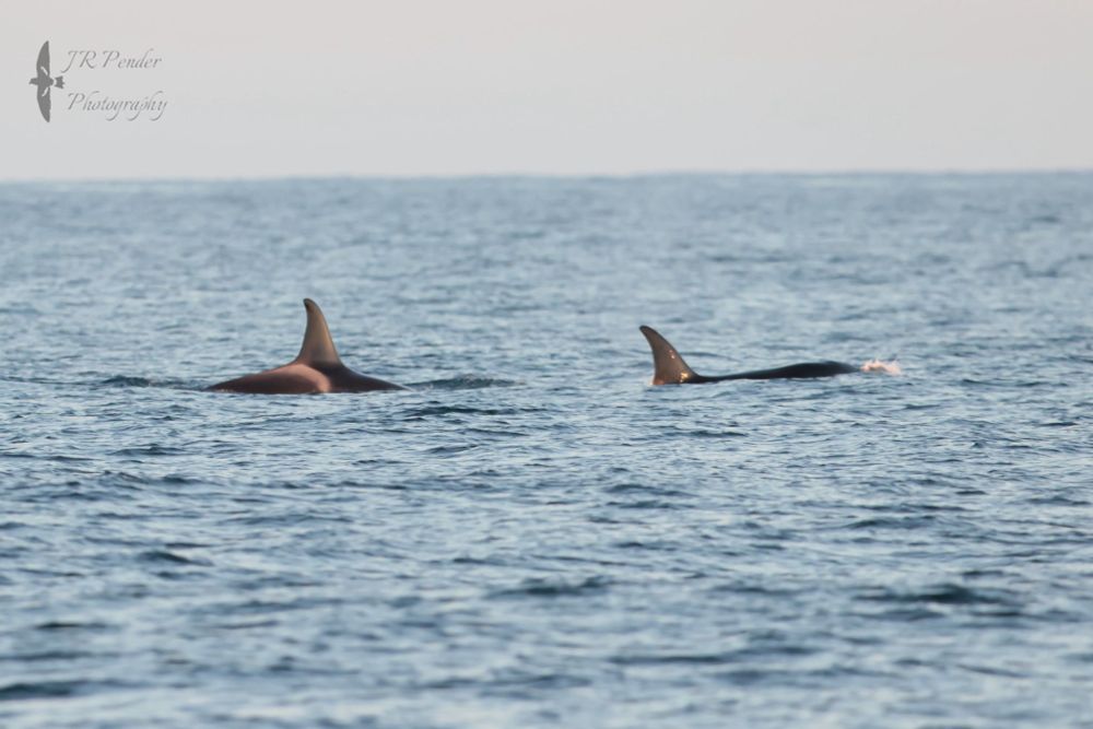 A colour image of two Orca's, their fins showing above the water copyright Joe Pender