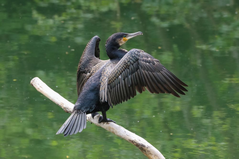 A dark brown bird sits on a branch with its wings outstretched. 
