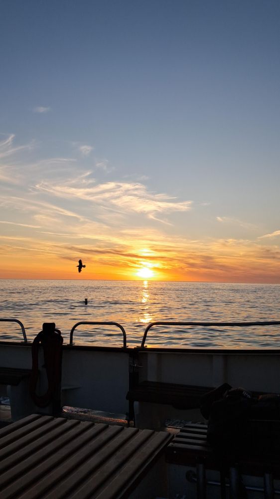 A colour image of the sun setting behind the sea with a lone seabird flying above the water and the railings of the boat, in shadow, in the forground copyright Bryony Baker