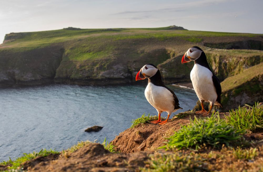 A pair of puffin against the green coastal backdrop of Skomer Island, Pembrokeshire, Wales copyright W L Davies/iStock