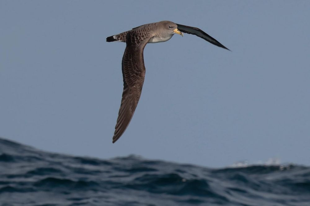 A colour image of a Cory's Shearwater in flight with waves beneath copyright Joe Pender