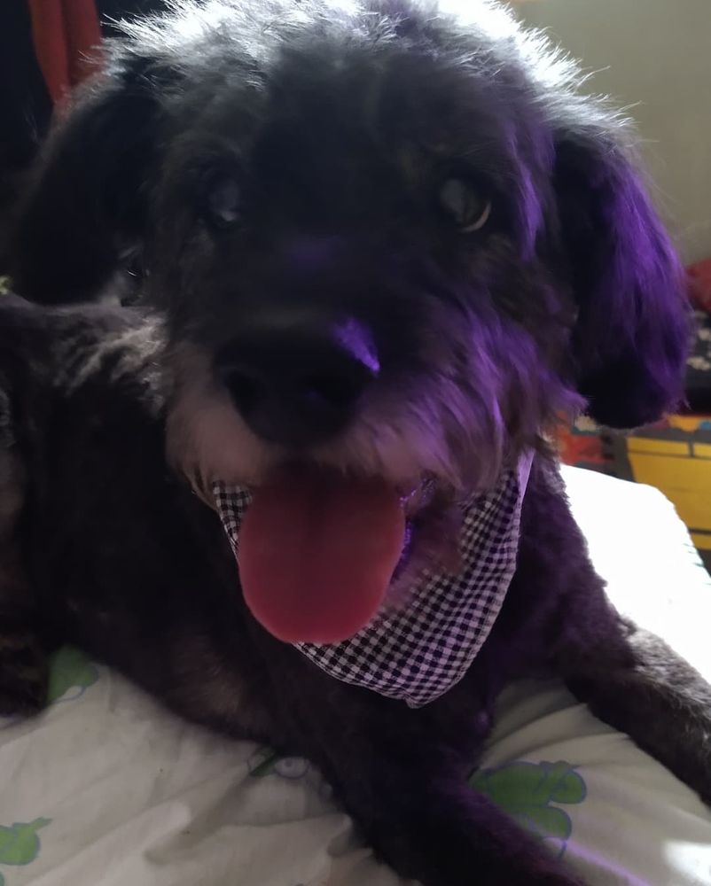 Cachorro preto com parte do focinho branco "sorrindo" pra câmera