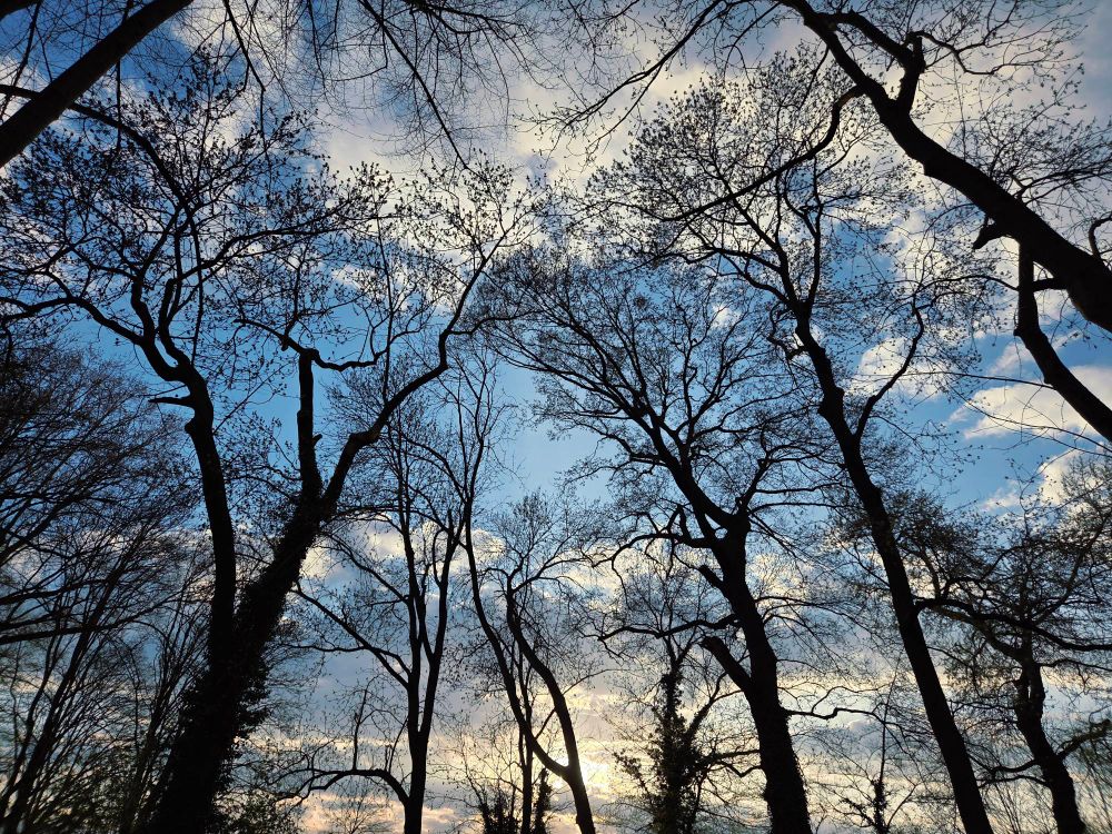 Blue sky with some white clouds, in the front a couple of trees. View is from the bottom up