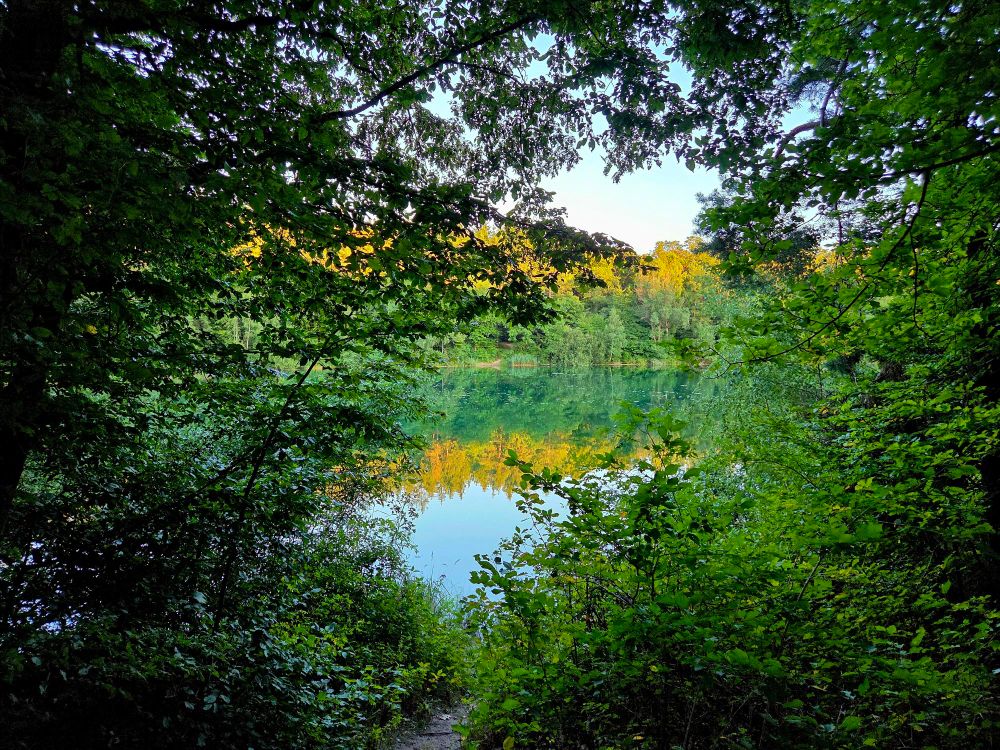 A lake with mirrored trees, touched by the yellow sunset light. The front is framed by trees