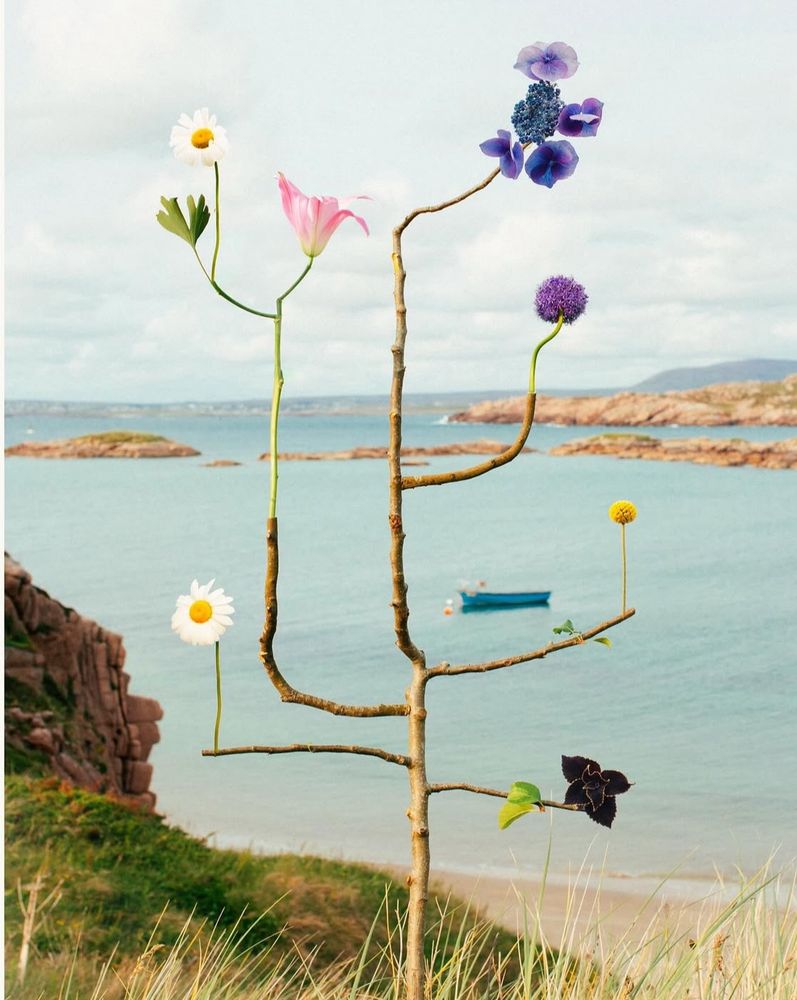 Against a seascape in Ireland,  a small
Branched sculpture adorned with various flowers 