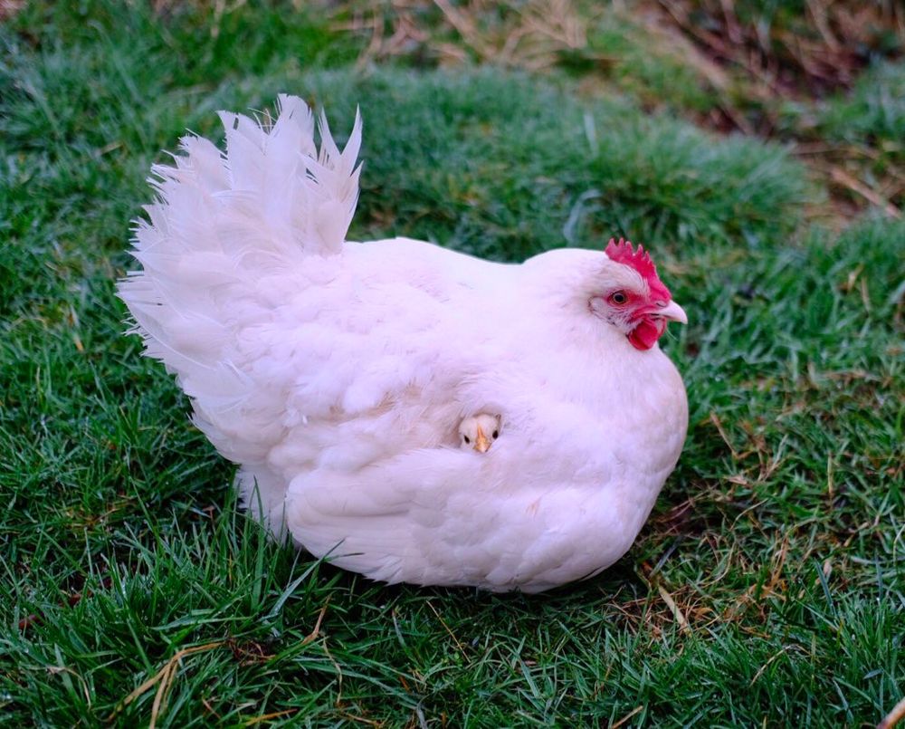 A large voluminous chicken sits on the grass and peaking from its feather is a hiding chick. Just the head. Very cosy. 