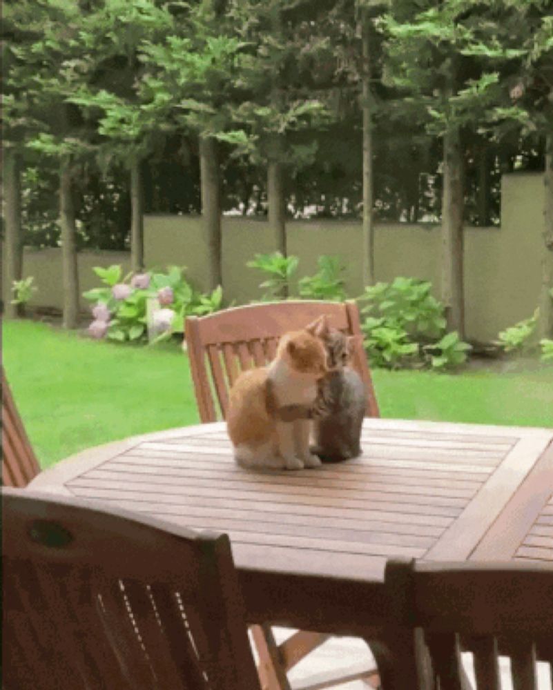 two cats sitting on a wooden table in a backyard