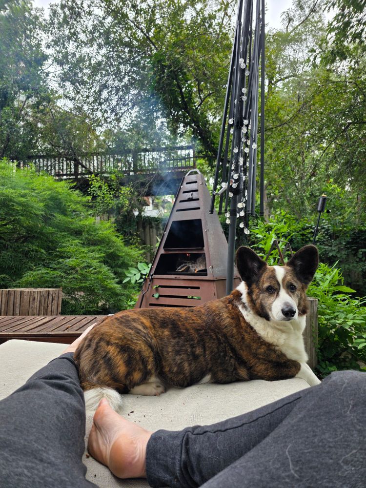 Shot of a beautiful red brindle corgi in front of a fire pit lying by his human on a chaise outside 