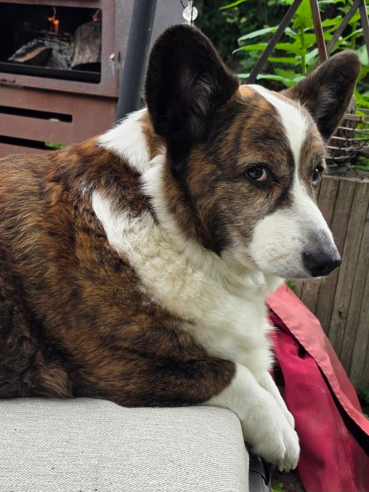 Close up of a judgmental red brindle corgi looking disappointed 