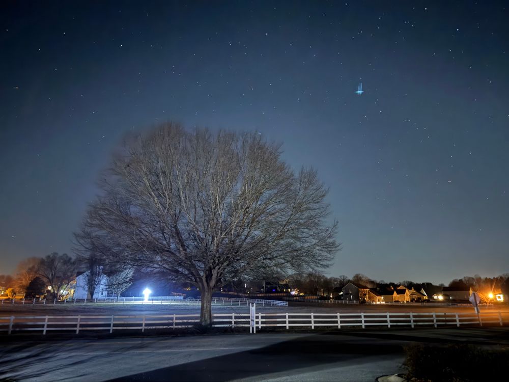 Tree with the night sky