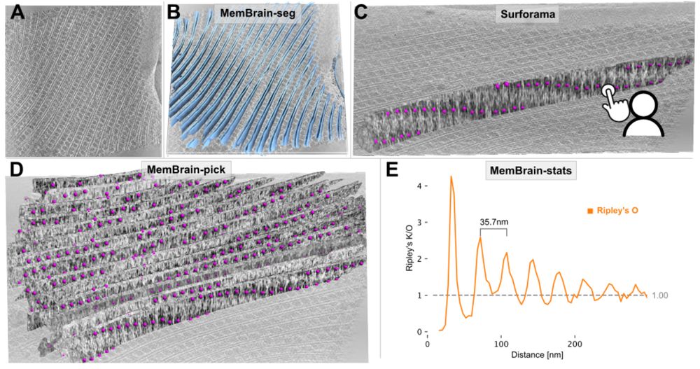 Figure 4. MemBrain v2 end-to-end workflow detects periodic phycobilisome organization. A: Raw tomogram slice of EMD-31244. B: Out-of-the-box MemBrain-seg segmentation (light blue). C: A single membrane instance can be visualized in Surforama and manually annotated with GT phycobilisome positions (magenta). D: MemBrain-pick localizes particles (trained with data from C) on all membranes in the tomogram. E: MemBrain-stats computes Ripley’s O statistic using the positions from D with a bin size of 5nm. The distance between peaks (35 nm) was measured to estimate chain unit spacings.