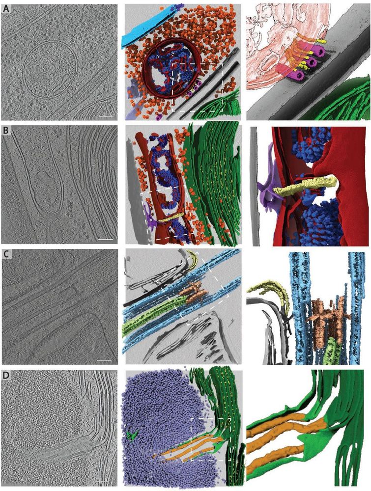 Rare cellular events observed in the cryo-ET dataset. Slices through tomograms (left) with corresponding 3D segmentation (middle and right). Right panels show enlarged views of the boxed regions in the middle panels. A) Mitochondrion at the plasma membrane, tethered to microtubules by thin filaments of unknown identity. Segmented classes: nuclear envelope (light blue), nuclear pore complex (dark blue), 80S ribosomes (orange), mitochondrial membranes (dark red), ATP synthase (royal blue), plasma membranes (grey), microtubules (pink), filaments (yellow), endoplasmic reticulum (purple). Zoomed-in panel shows thin filaments running between microtubules and the mitochondrion at the plasma membrane. Note that this tomogram contains two closely appressed cells, and thus, two plasma membranes with cell walls between. B) Mitochondrial fission event with ER membrane interactions. Segmented classes: mitochondrial membranes (dark red), ATP synthase (royal blue), 80S ribosomes (orange), thylakoid membranes (green), PSII (bright yellow), cell wall (grey), ER (purple), fission site containing filamentous structures perpendicular to the mitochondrial long axis (pale yellow). C) Ciliary transition zone between basal body and axoneme, including assembling IFT train and stellate structure77. Segmented classes: microtubule doublets (light blue), central microtubule pair (light green), stellate structure (pale red), IFT train (yellow). D) Pyrenoid tubule extending from the thylakoids into the phase-separated Rubisco matrix of the pyrenoid. Minitubules originate from thylakoid membranes82. Segmented classes: thylakoid membranes (dark green), PSII (yellow), pyrenoid tubule (lime green), Rubisco (lavender blue), minitubules (orange). Scale bars in A-D: 100 nm. Related to Fig. 2C-H.