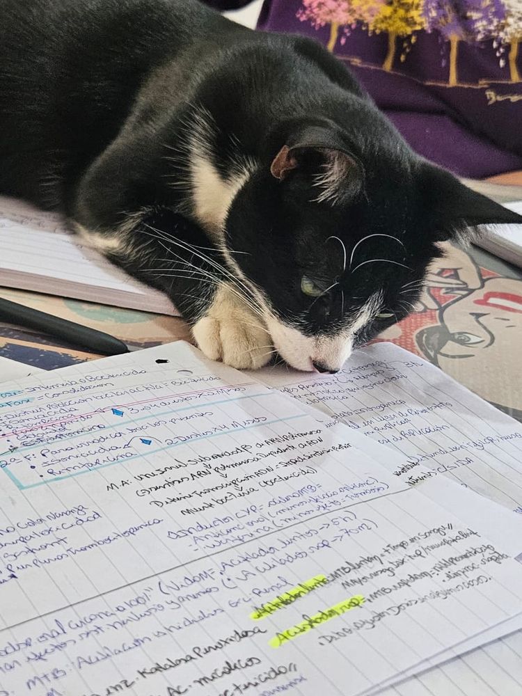 Gato preto e branco, estilo frajola, deitado em cima d euma mesa observando folhas escritas de caderno.