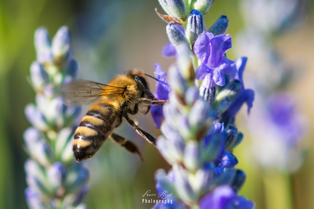 Western honeybee landing on a French lavender bush.