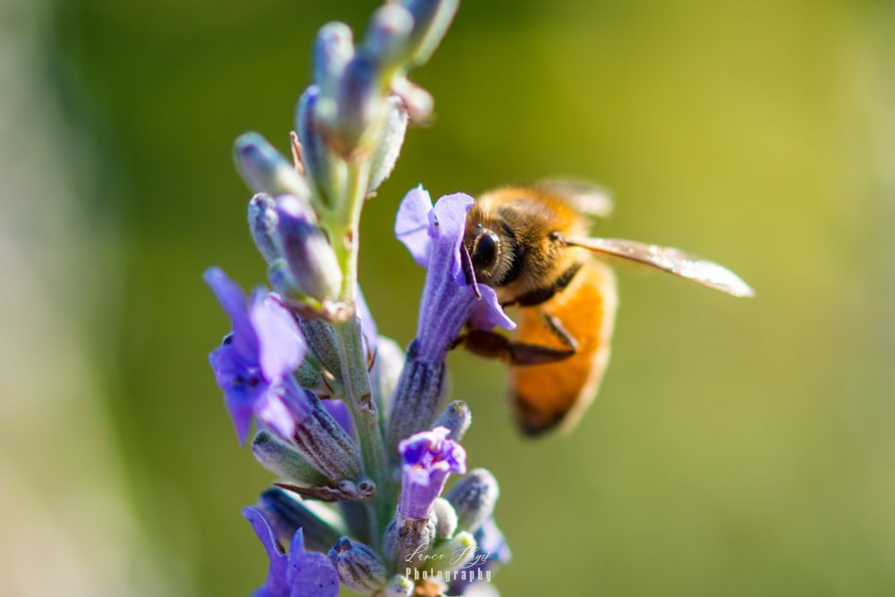 Honeybee collecting nectar from a French Lavender bush