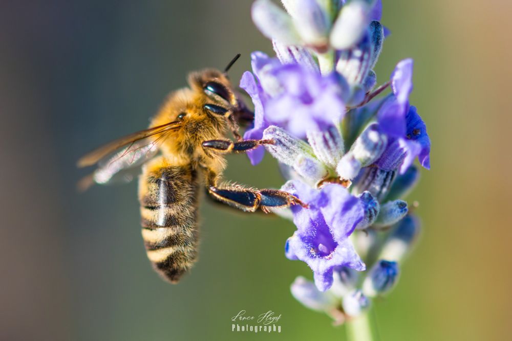 Close-up of western honeybee landing and feeding on French lavender. 