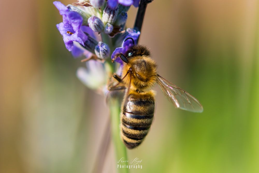 Vivid photo of a honeybee on a lavender bush.