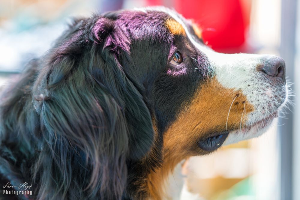 Bernese Mountain Dog looks up expectantly. 