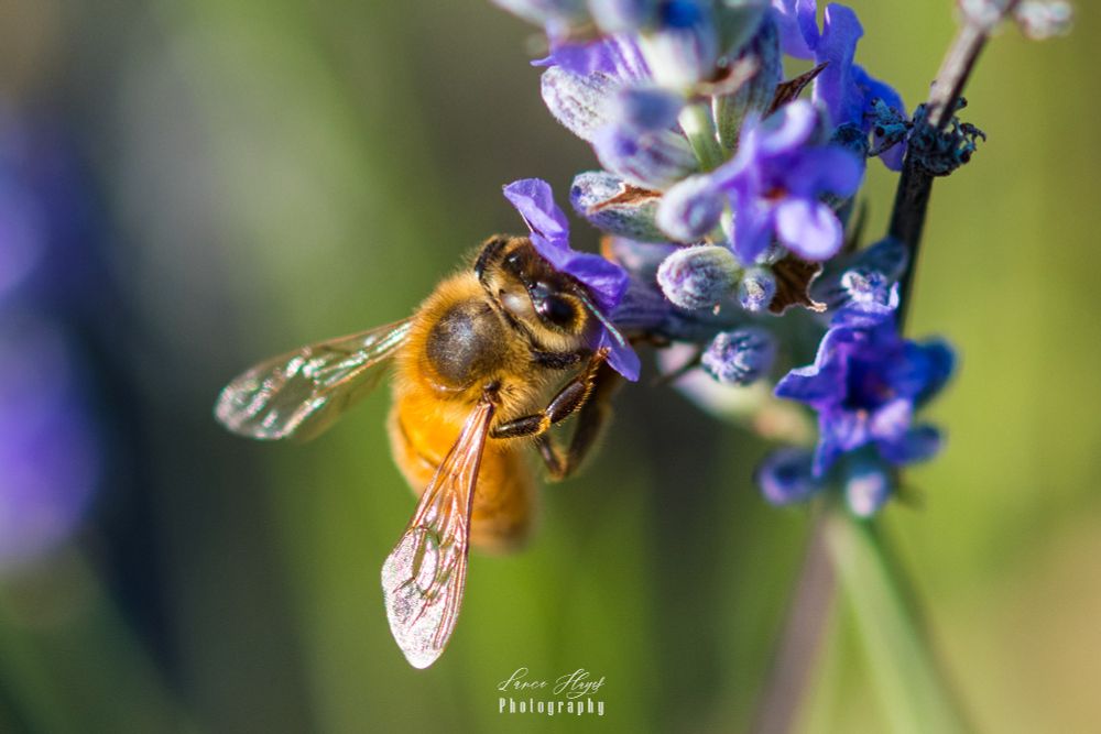 Western honeybee collects nectar from a vibrant French lavender bush.  