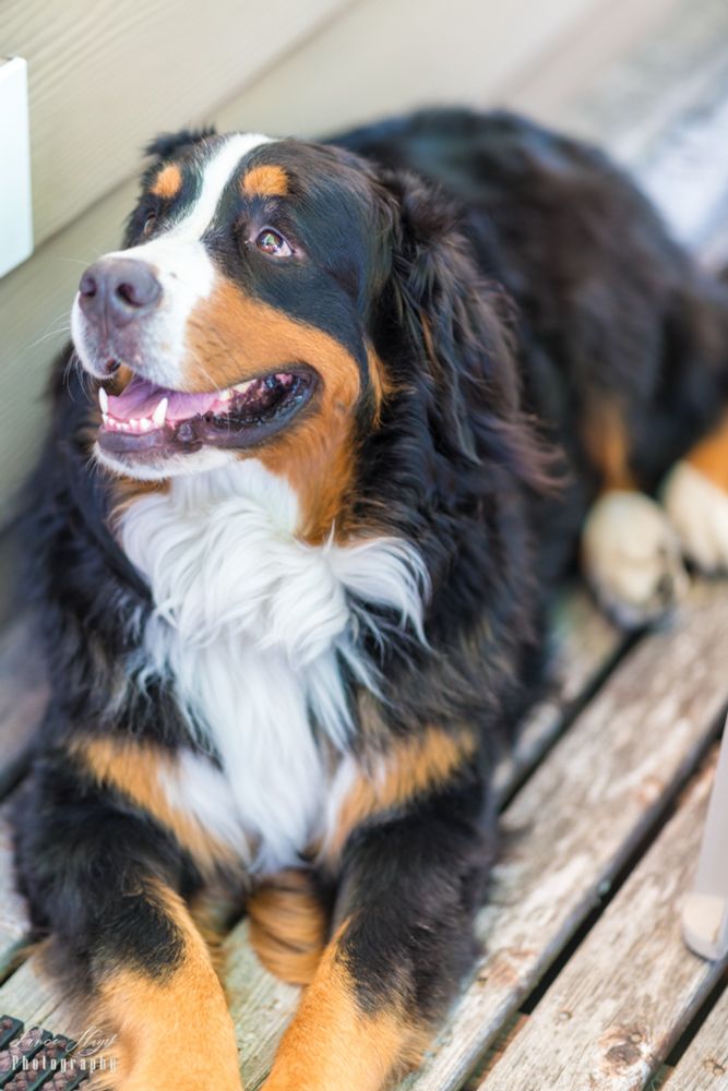 Bernese mountain dog lounges on the porch. 