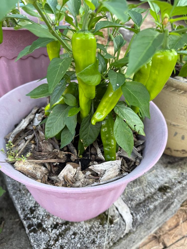 Picture of mystery hybrid hot pepper plant with still-green peppers